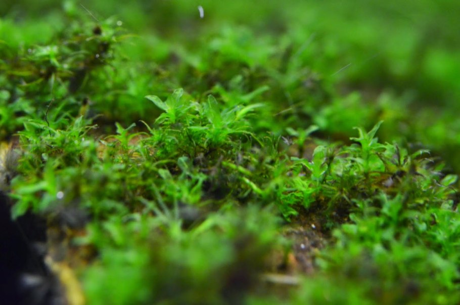 Гиофила завёрнутая