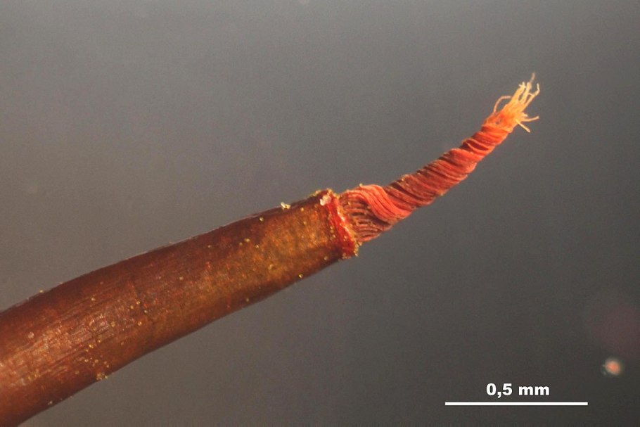 Данио альбинос