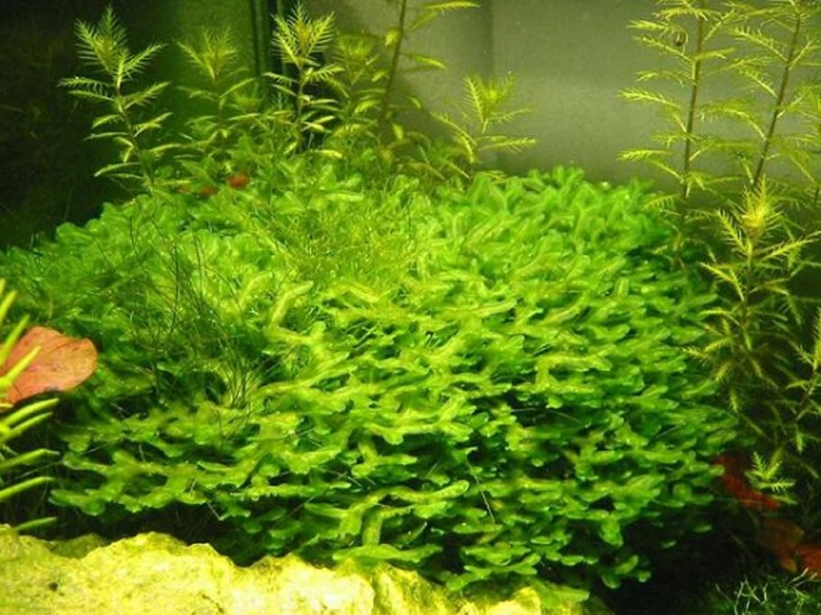 Мосс растение