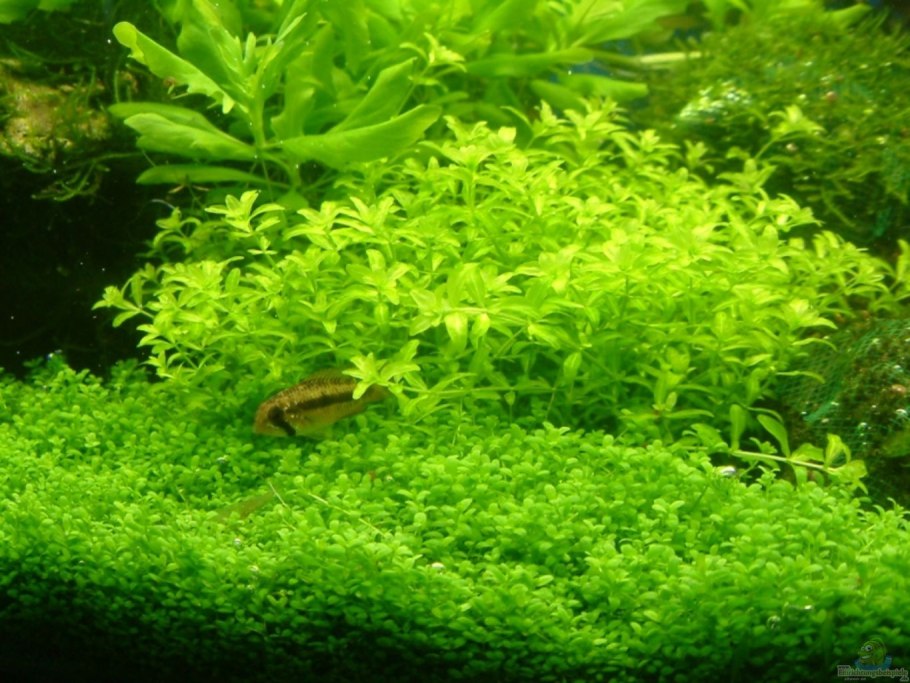 Барбула отвороченная картинки