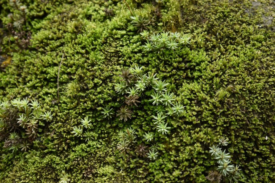 Тартула Сельская Tortula ruralis мох