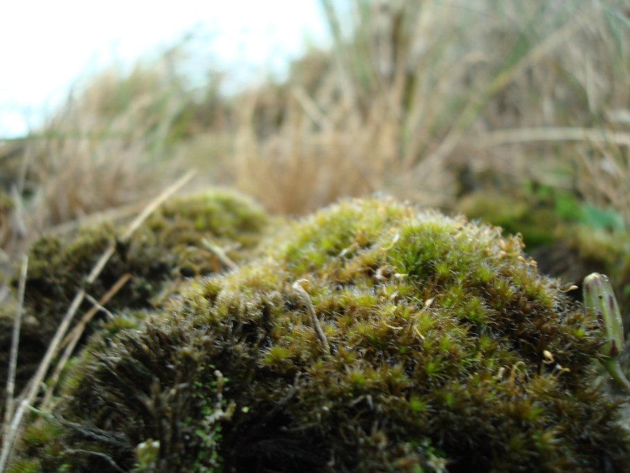 Hyophila involuta в аквариуме