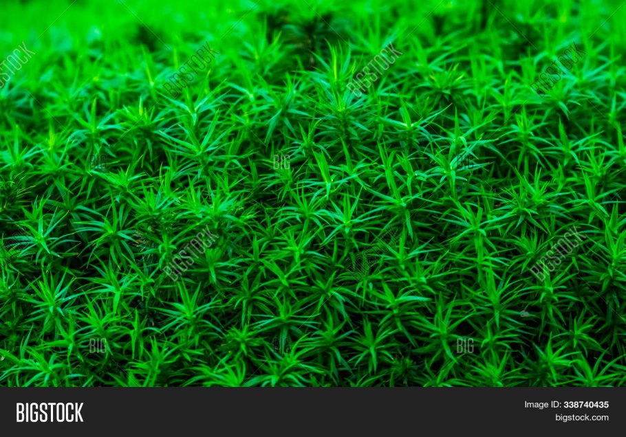 Campylopus pyriformis