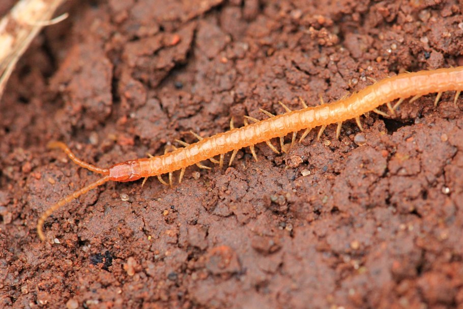 Мох текстура