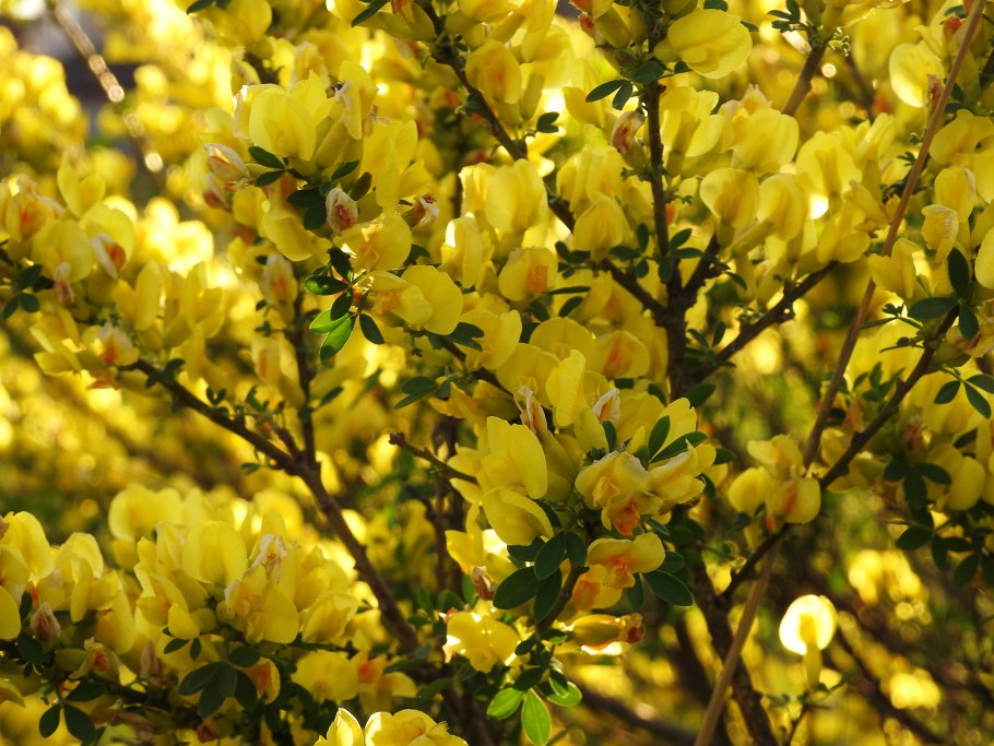 Ракитник Цингера