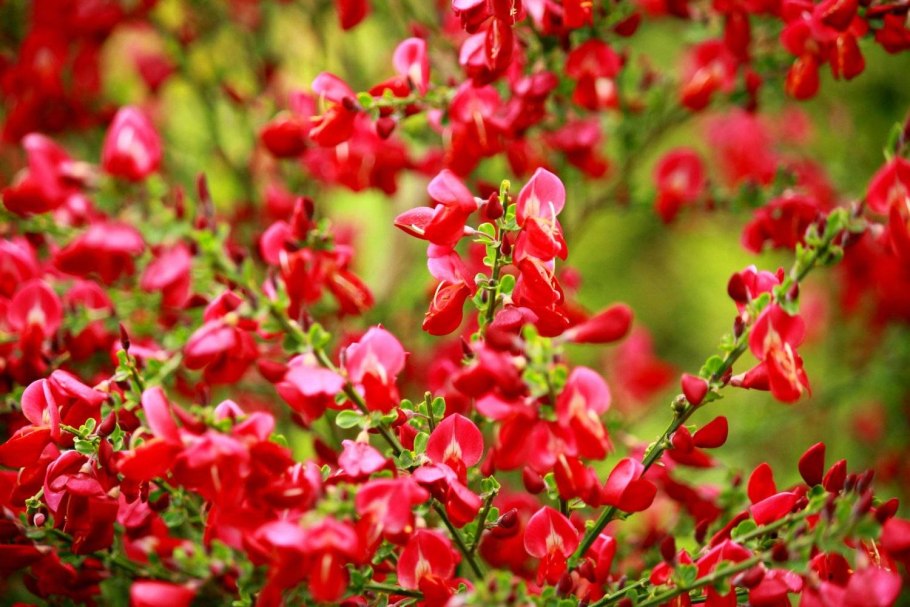 Планта гениста