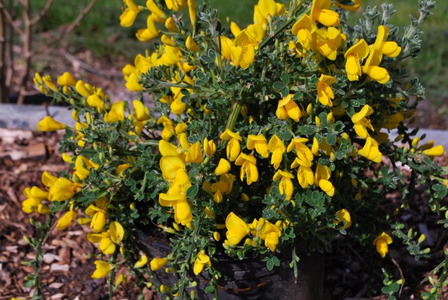 Кустарник Олголд ракитник