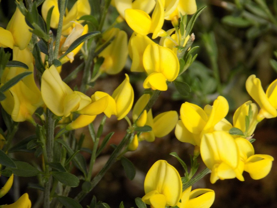 Стриги растение