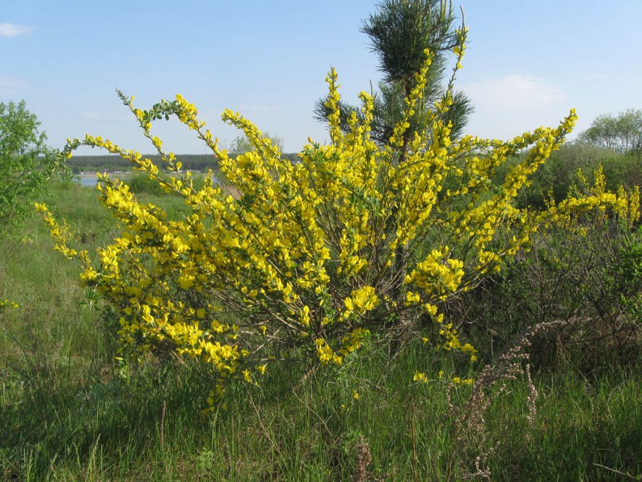 Ракитник Цингера