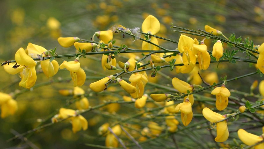 Ракитник опушённый