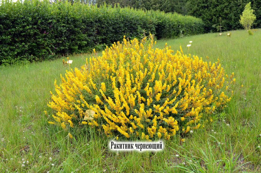 Ракитник Регенсбургский