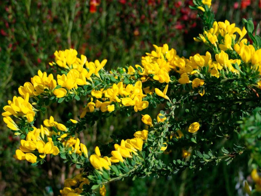 Ракитник прутьевидный