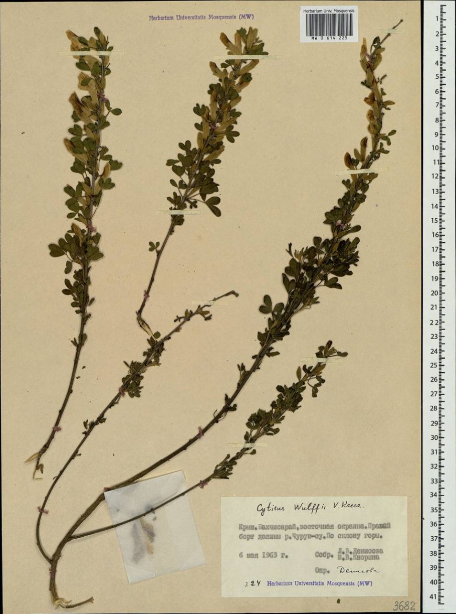 Chamaecytisus wulffii