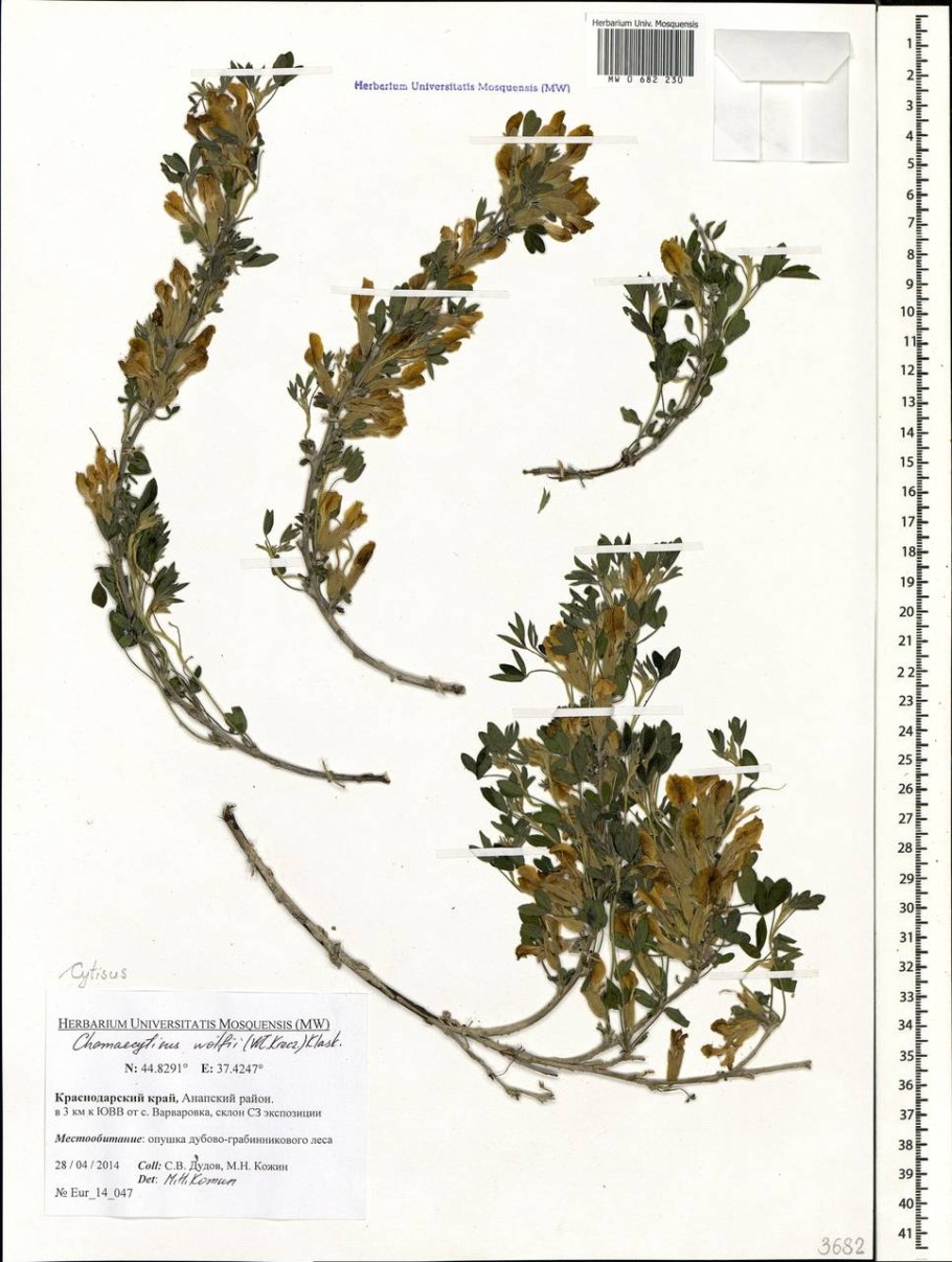 Ракитник Дрок