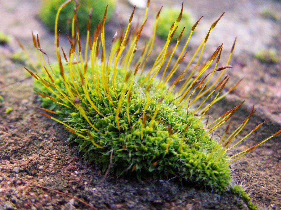 Таниунг мох