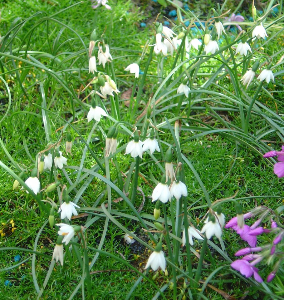 Acis autumnalis
