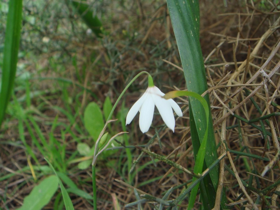 Acis autumnalis