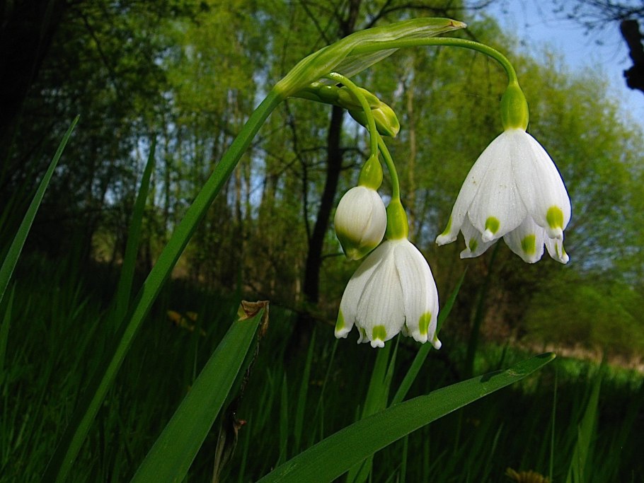 Белоцветник – Leucojum l
