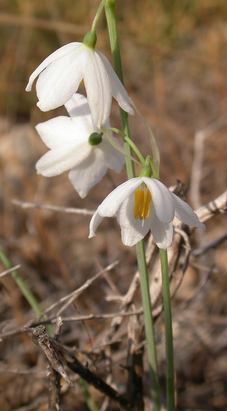 Белоцветник гравети Джайнт