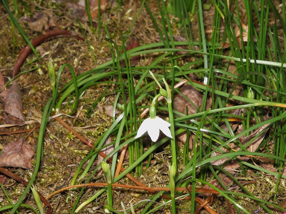 Белоцветник розовый