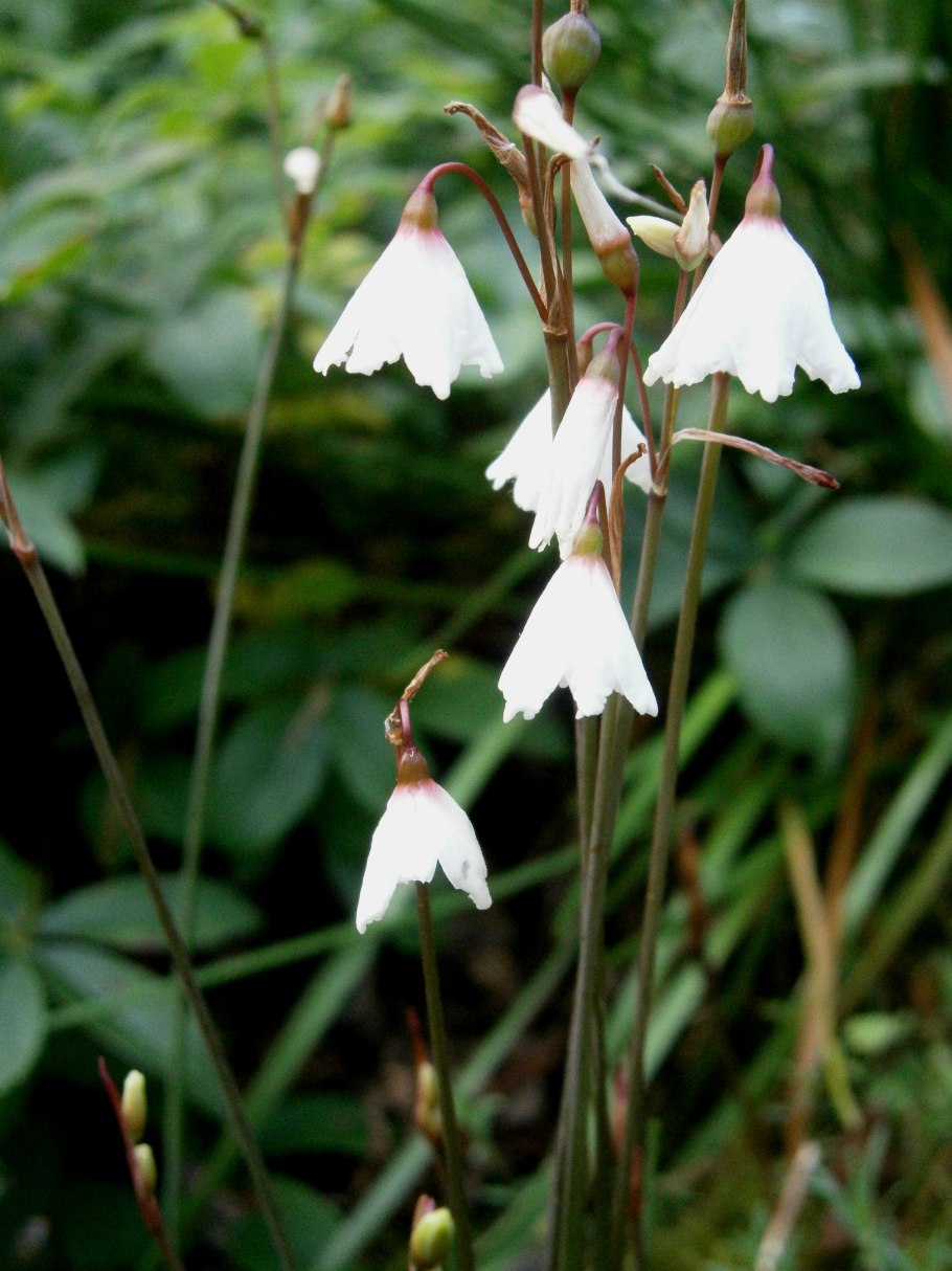 Ацис цветок