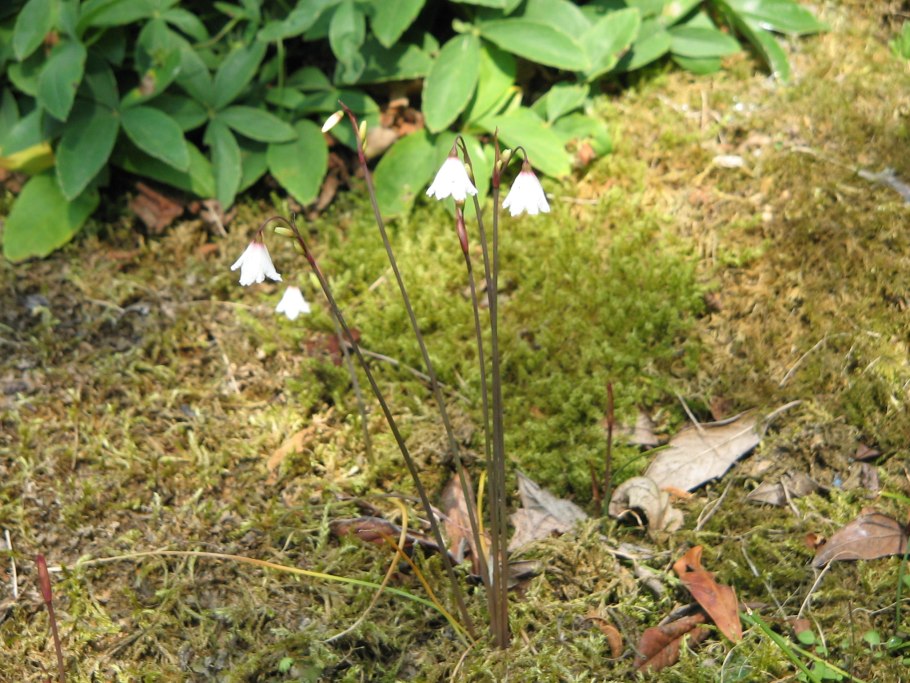 Massonia bredasdorpensis