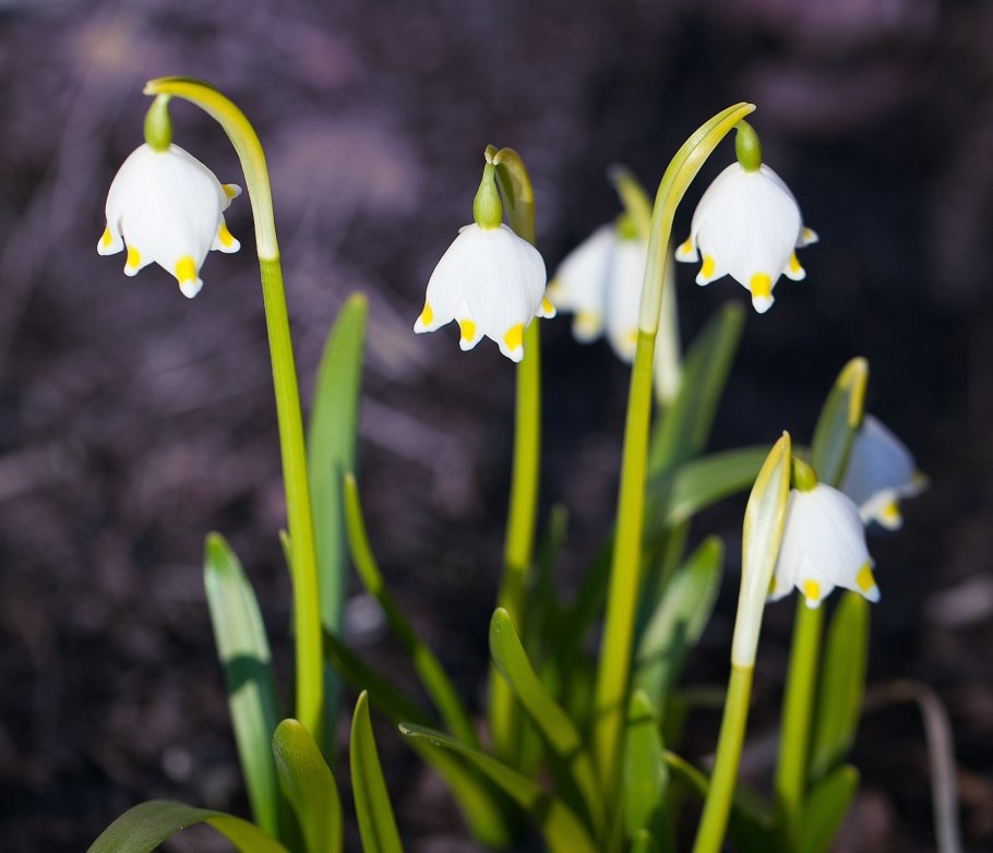 Антофора Весенняя Anthophora plumipes