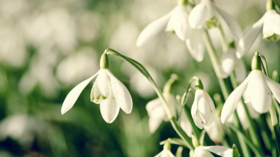 Примула первоцвет Кавказская