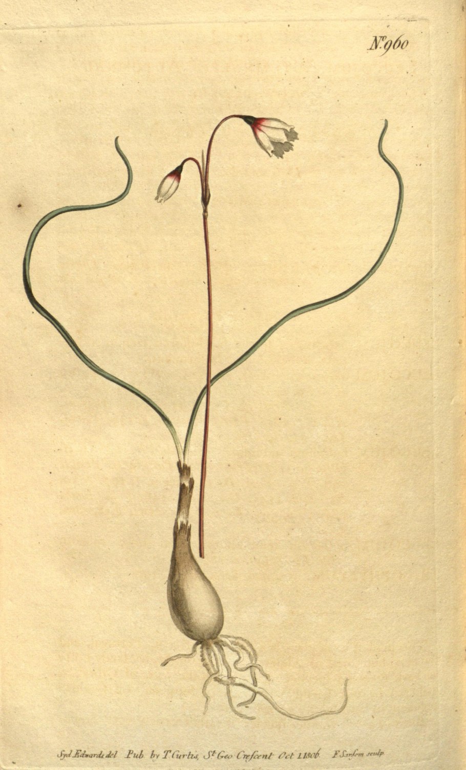 Лохнера Трихофилла