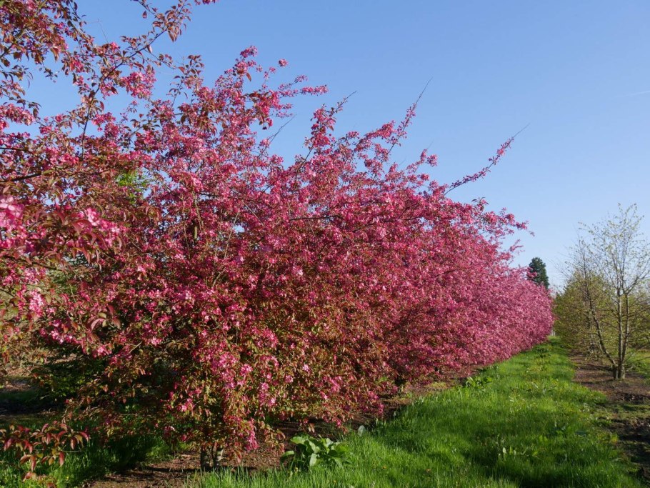 Яблоня Недзвецкого Malus niedzwetzkyana