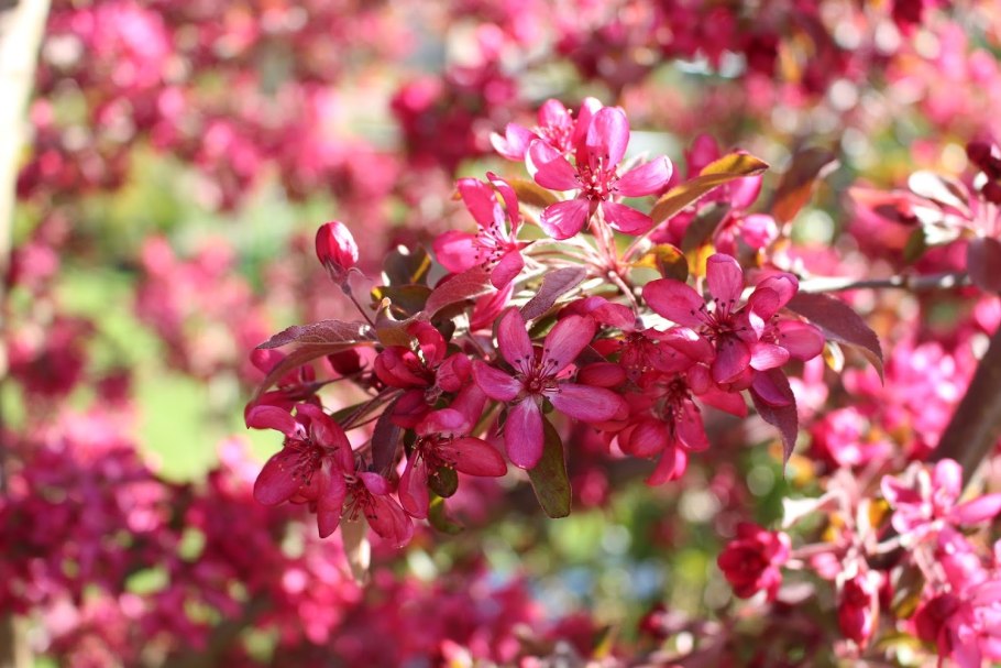 Яблоня Дьябло Руж