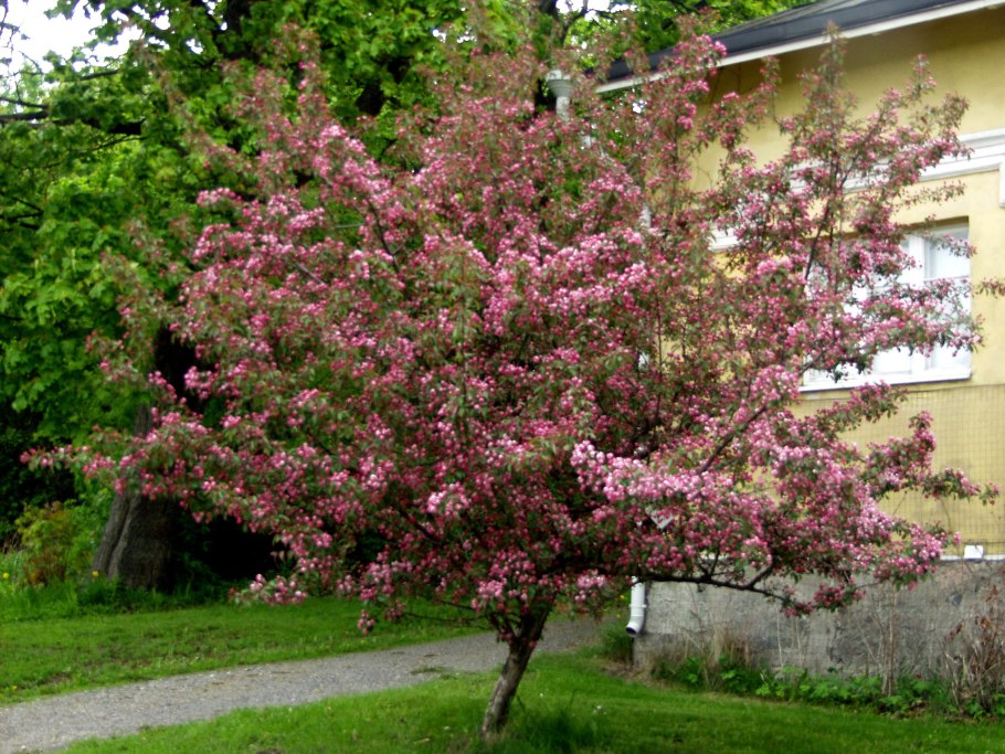 Яблоня краснолистная Малиновка