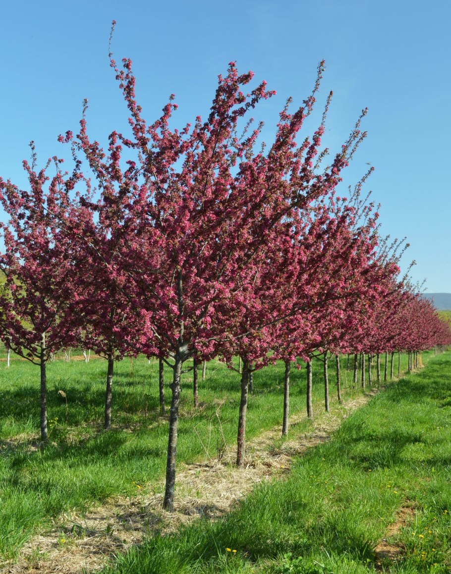 Яблоня Недзвецкого