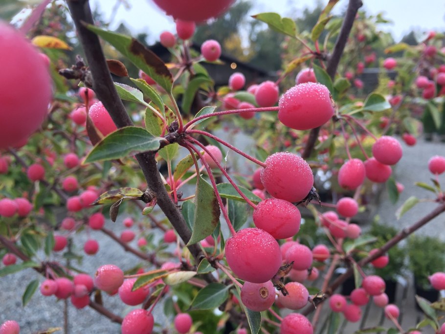 Яблоня декоративная бренди Мэджик