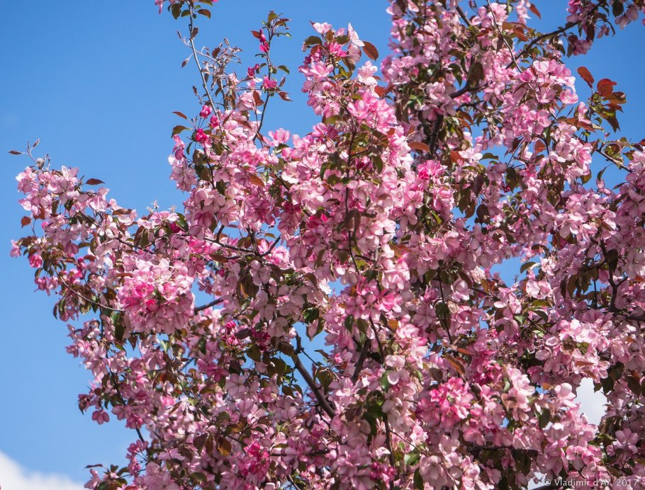 Яблоня роялти Бьюти