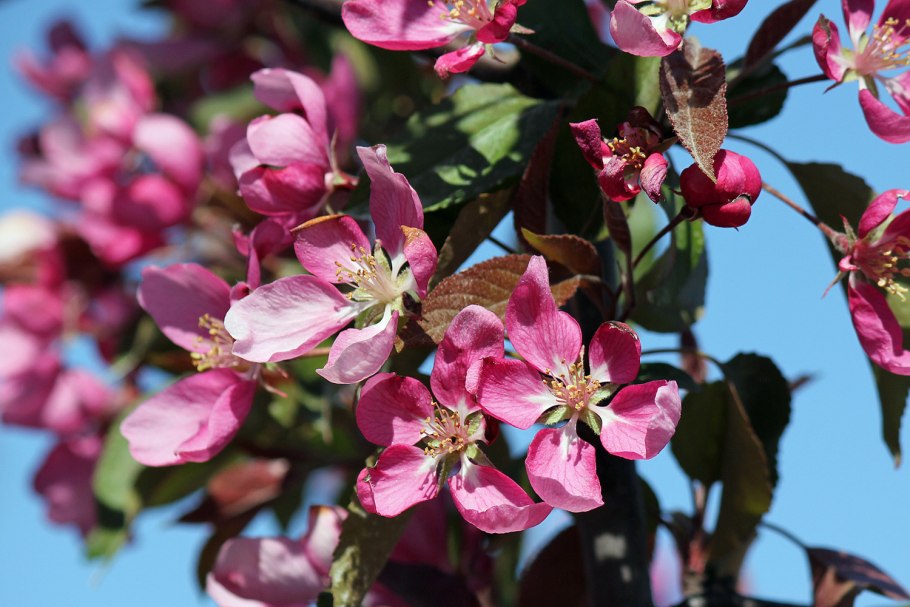 Яблоня Элей Malus eleyi