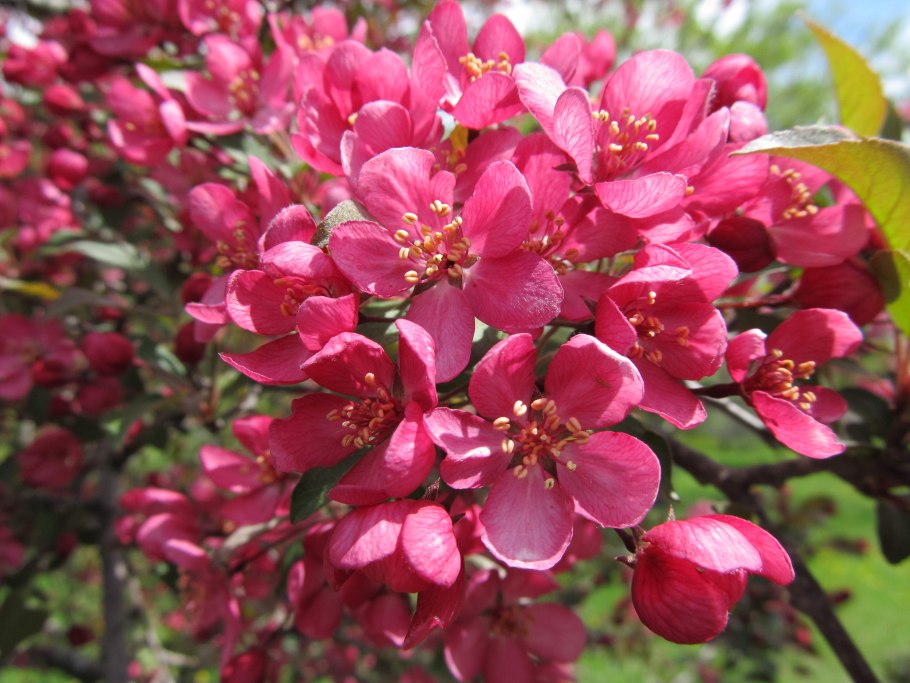 Яблоня Недзвецкого Malus niedzwetzkyana