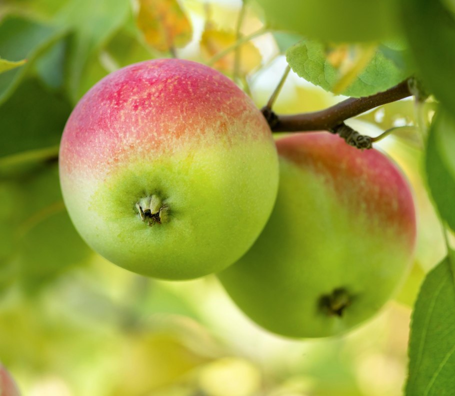 Яблоня кустарниковая