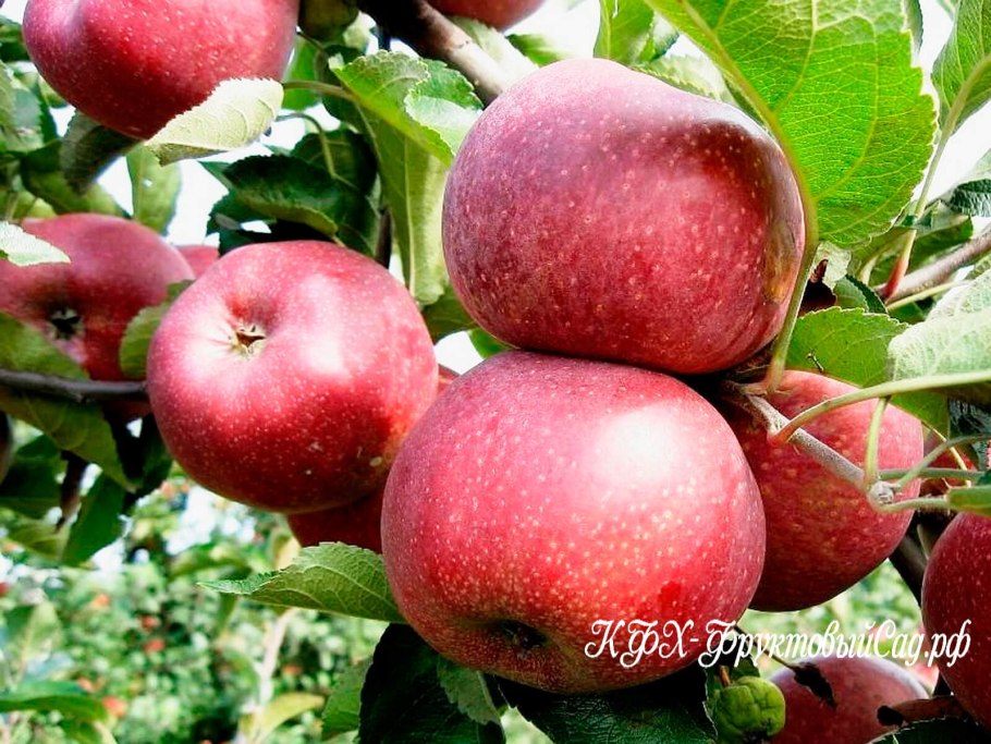 Яблоня Прайри Файер