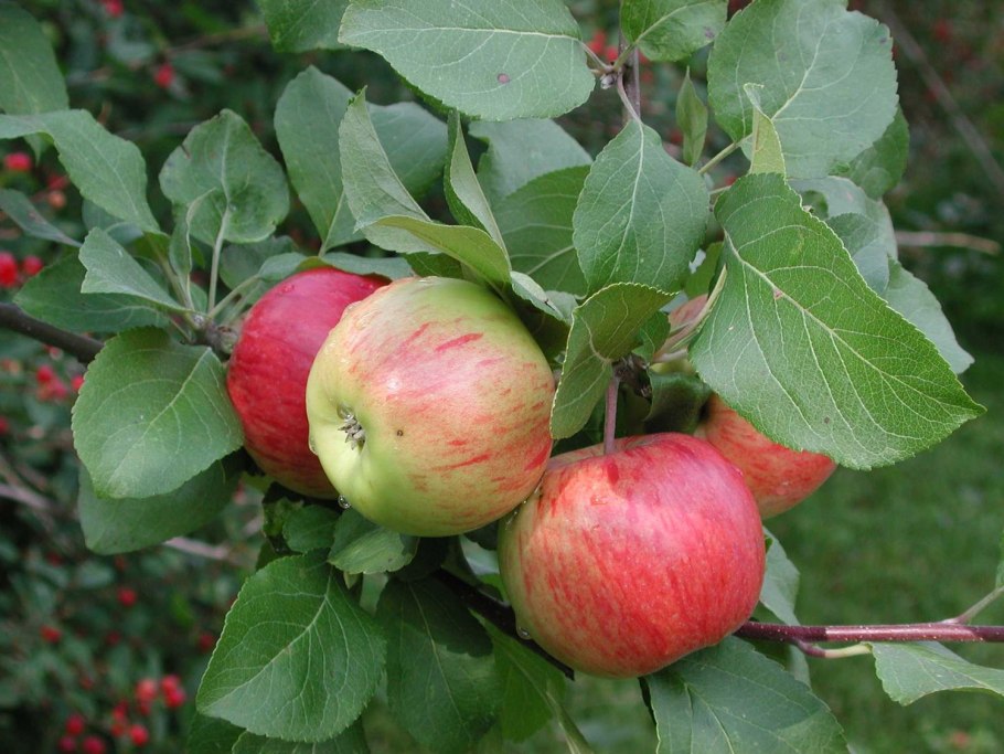 Яблоня Malus Profusion