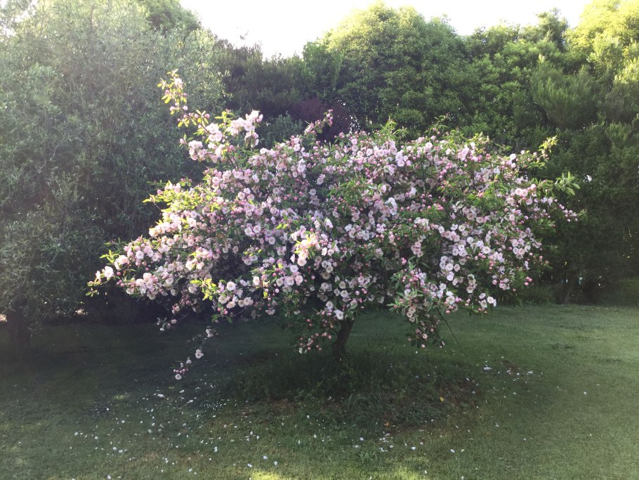 Яблоня Лесная Plena