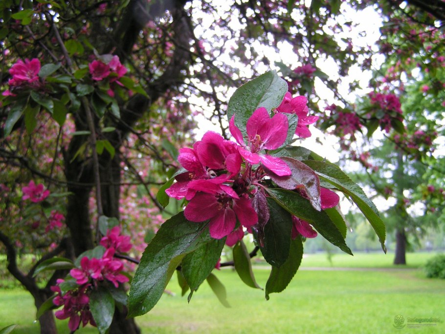 Яблоня &#96;лизет&#96;, Malus &#96;Liset&#96;