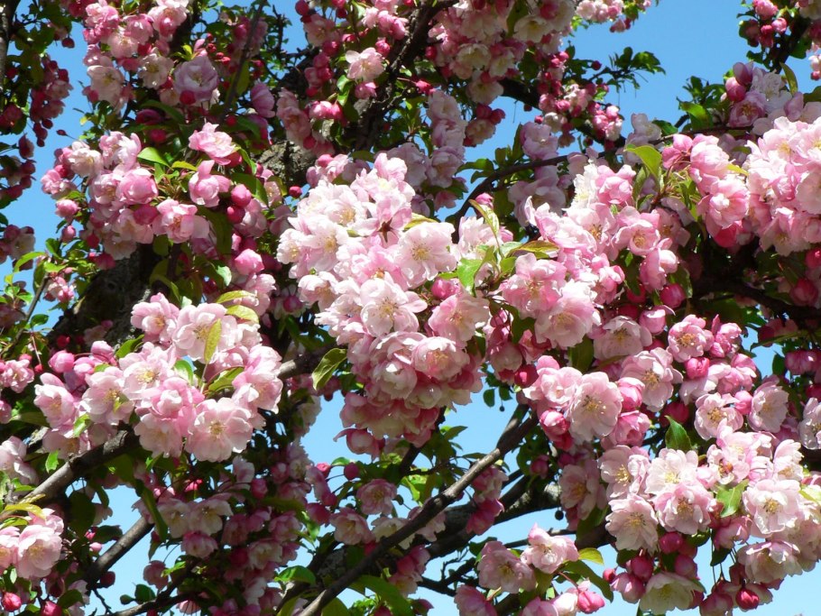 Яблоня гибридная лизет