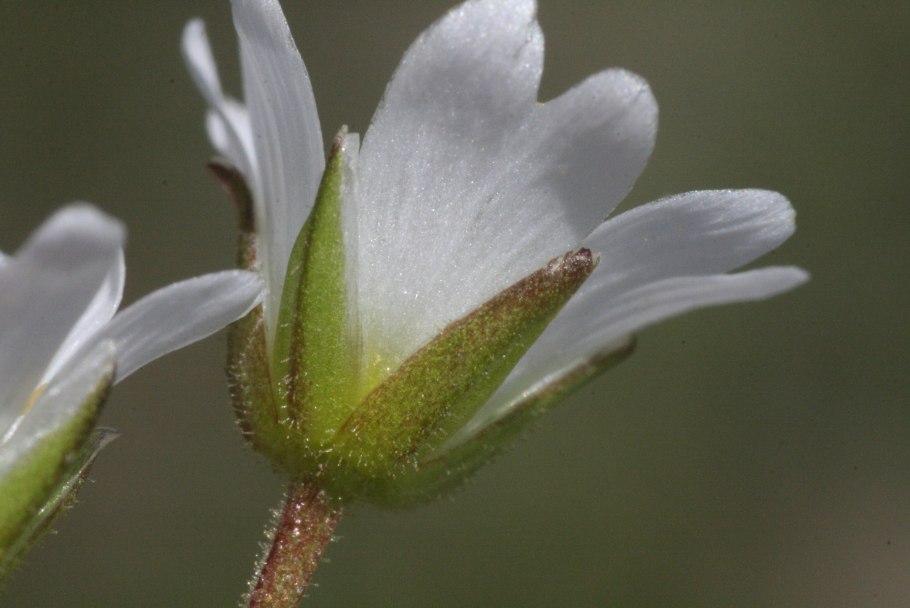 Ясколка церастоидес