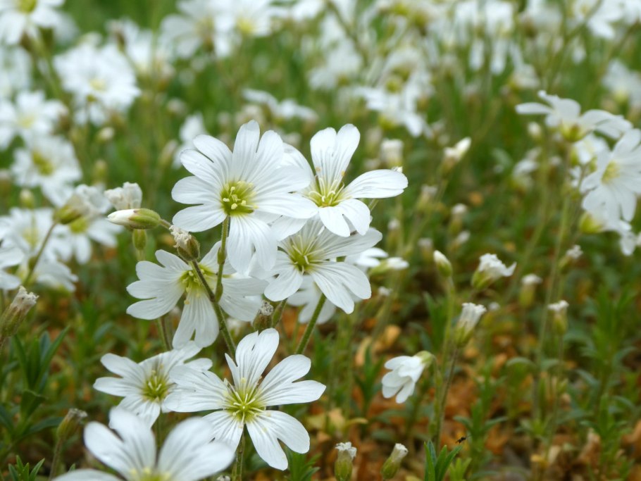 Ясколка почвопокровная