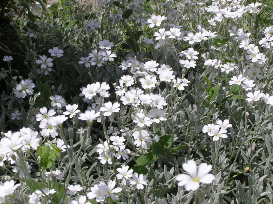 Ясколка Полевая Cerastium