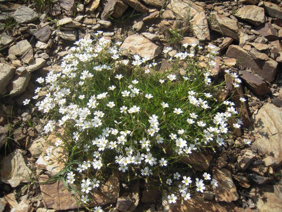 Ясколка церастоидес