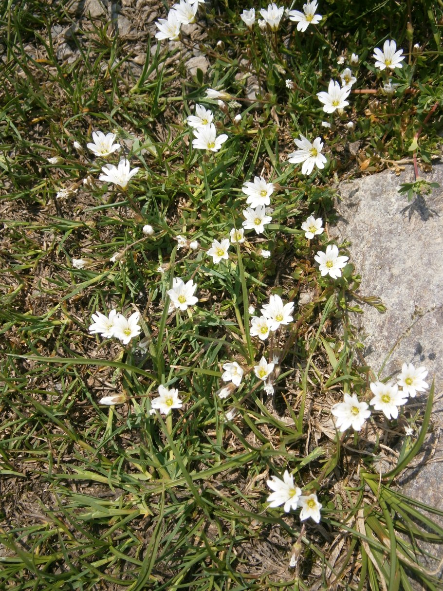 Ясколка Стевена