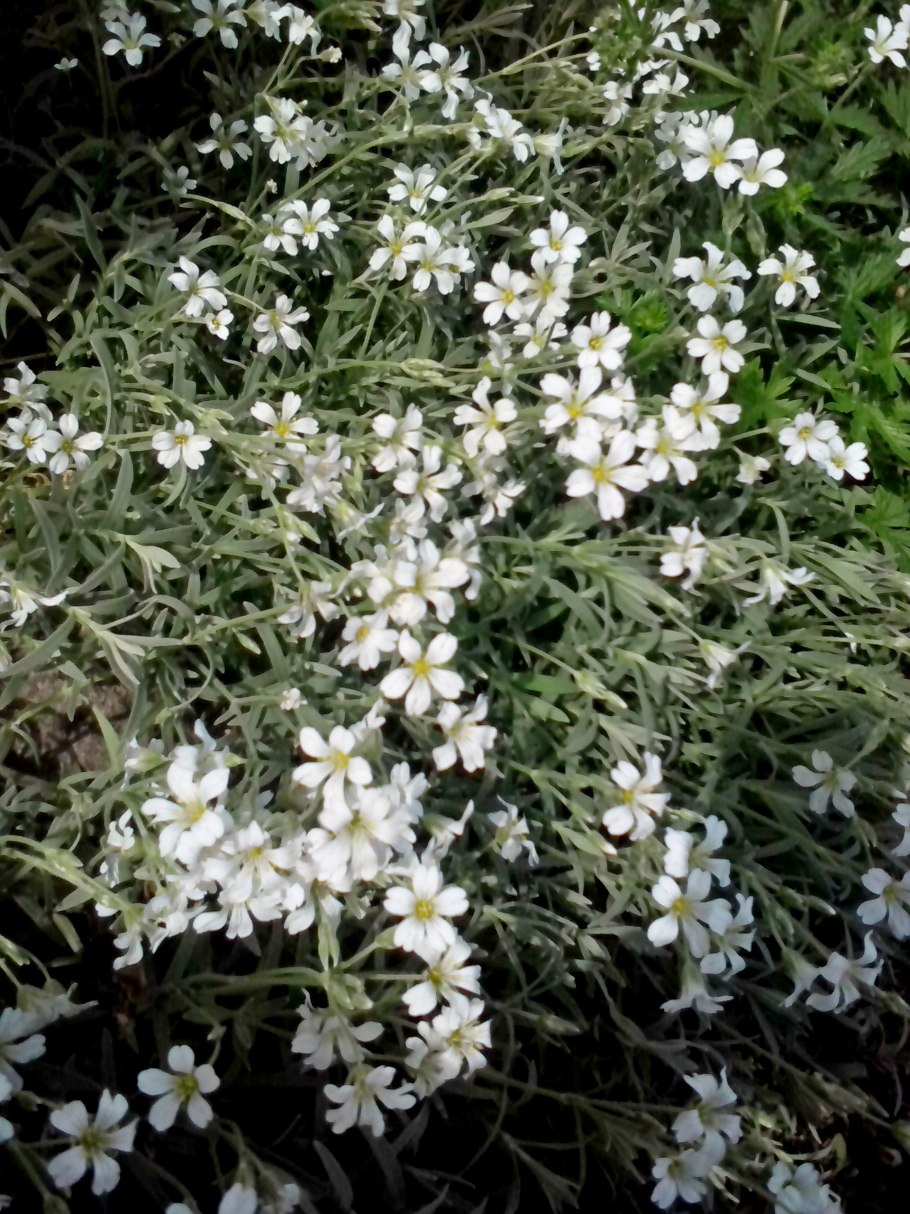 Ползучая Ясколка