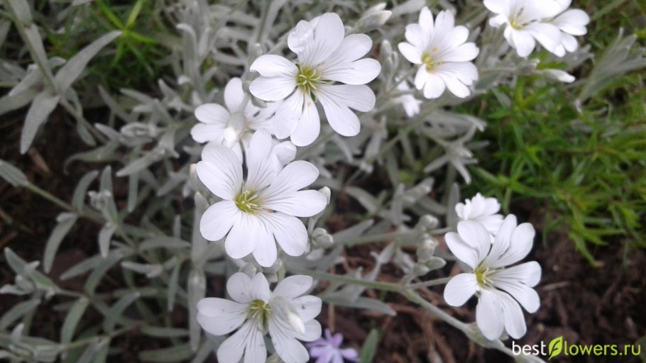 Ясколка войлочная Хрустальный водопад